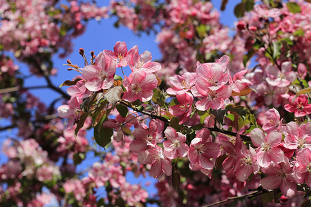 春苹果树的枝蓝色天空背景的美丽粉红色花朵图片