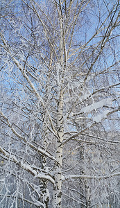在明晴的冬日满是雪和冰霜的美丽白树图片