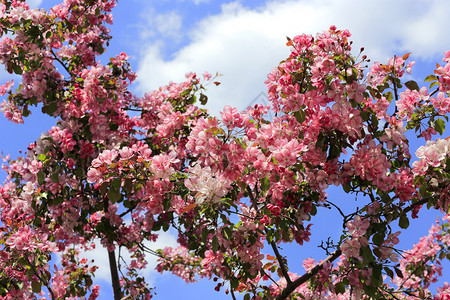 春苹果树的枝条蓝色天空背景白云美丽明亮的粉红色花朵图片