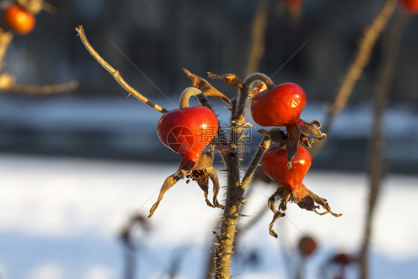 狗玫瑰或罗莎卡尼娜树枝冬天果实丰硕图片