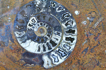 红花岗岩中的化石螺旋壳和古老的石化生物紧闭真实纹理图片