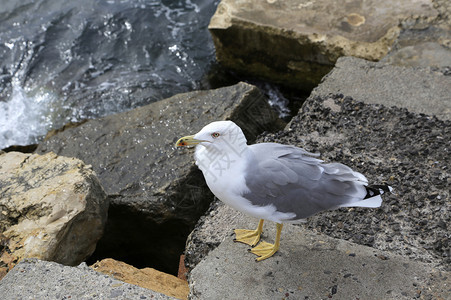 海鸥站立在石码头的海岸上图片