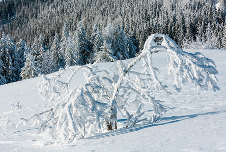 冬季平静的山地景观坡上有霜冻的树和滑雪高可辨识的缝合图像地深可接受锋利的地带从晶状雪花开始图片
