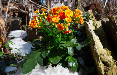 KalanchoeKalanchoeblossfeldiana植物在春的花园草地上种植橙色花朵雪融化图片