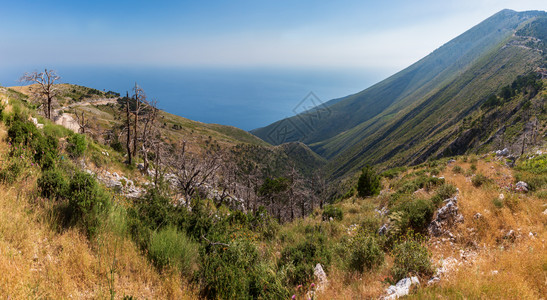山坡上带干树和的夏季Llogara过道阿尔巴尼亚图片