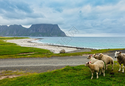 豪克兰海滩附近的羊群夏季阴云的风景挪威洛福顿图片