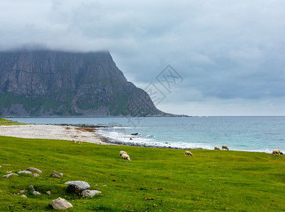 豪克兰海滩附近的羊群夏季阴云的风景挪威洛福顿图片