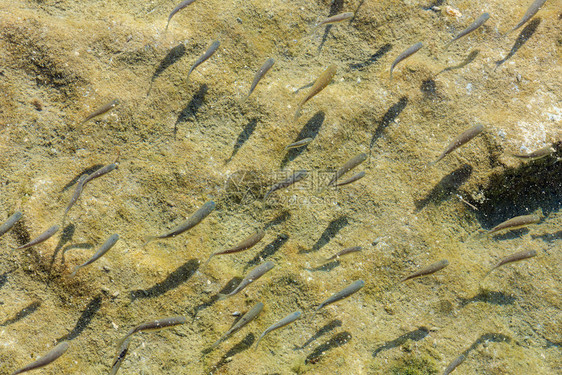 在沙质海底或湖背景的小型鱼群图片