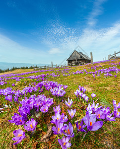 乌克兰喀尔巴阡山高原春季图像图片