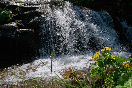 山夏季瀑布上有瘸脚水和黄色MarshMarigoldCalthaPalustris花朵图片
