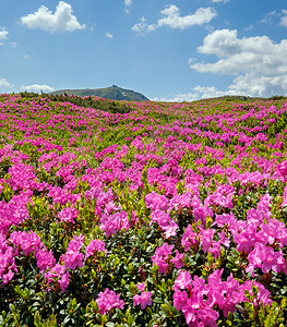 喀尔巴阡山脉乌克兰科霍诺拉闪烁的山坡粉红色rhododendron花朵接近夏季图片