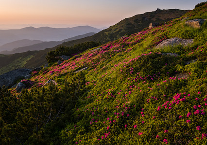 清晨夏日山坡喀尔巴阡克霍诺拉乌兰图片