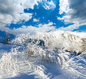清晨冬季山地风景前面有雪树图片