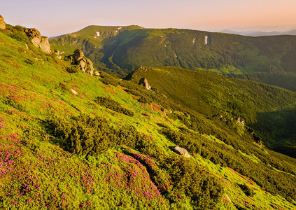 夏季山坡上的粉红玫瑰花朵喀尔巴阡克霍诺拉乌兰图片