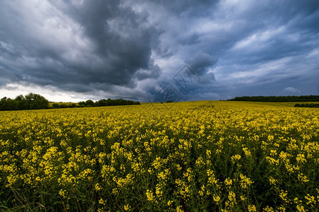 春黄色的青菜籽田多云的暴雨前天和绿山自然季节气候天生态农业村美貌概念图片