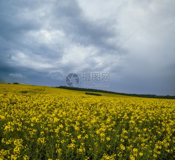 春黄色的青菜籽田多云的暴雨前天和绿山自然季节气候天生态农业村美貌概念图片