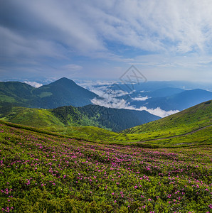 粉红玫瑰花朵夏季早晨雾山坡皮普伊万山喀尔巴阡乌克兰喀尔巴阡山背景图片