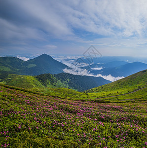 粉红玫瑰花朵夏季早晨雾山坡皮普伊万山喀尔巴阡乌克兰喀尔巴阡山背景图片