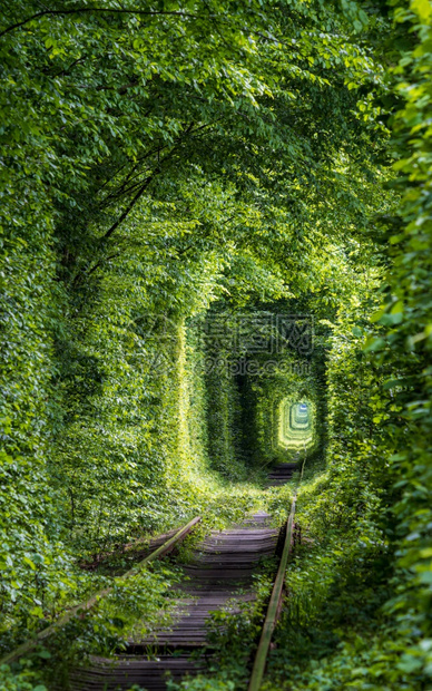 Love隧道位于乌克兰Klevan附近森林的铁路段因此命名为在之前附近村庄的女孩和前军事部队的士兵都参加约会图片