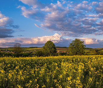 春日落黄籽露天景色蓝空夜光下有云自然季节天气好候生态农业村美观图片