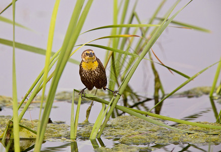 萨斯喀彻温沼泽的黄头黑鸟高清图片