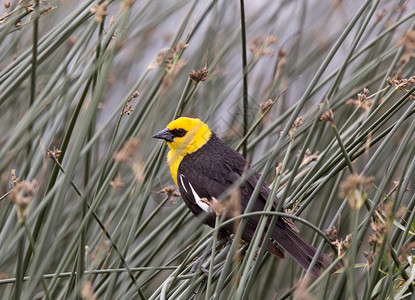 加拿大萨斯喀彻温省黄头黑鸟高清图片