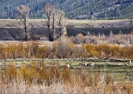 黄石公园羚羊放牧苏打巴特溪图片