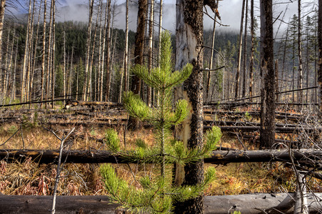 加拿大森林防火班夫和一些新的增长图片