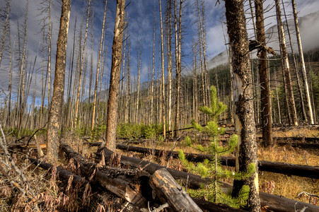 加拿大森林防火班夫和一些新的增长背景图片