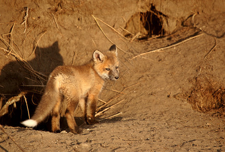 红狐小狗在洞穴图片