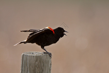 红翼黑鸟登上岗哨图片