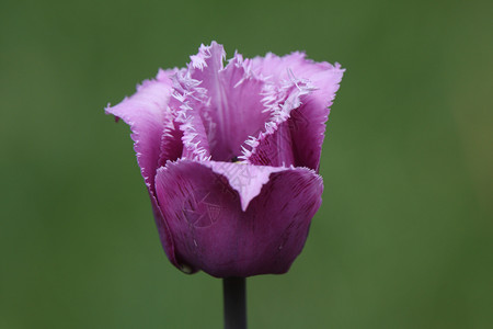 春天的紫花图片