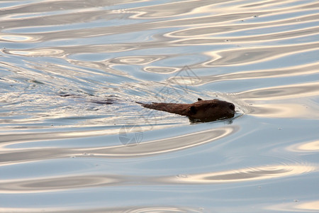 海狸在清水中游泳图片