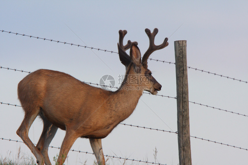 沿铁丝栅栏的木鹿图片