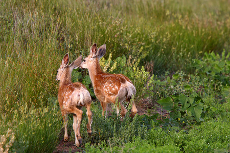 萨斯喀彻温省两只木鹿图片