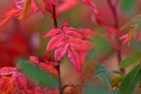 秋天植物多彩的叶子图片