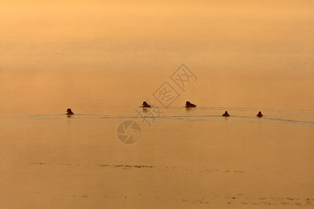 日落时在池塘中鸭子图片