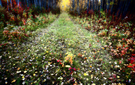 不列颠哥伦比亚省北部森林足迹一带的秋色图片