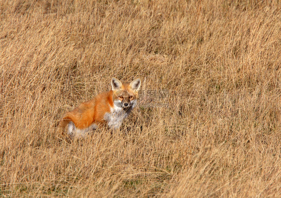 萨斯喀彻温草原上奔跑的红狐图片
