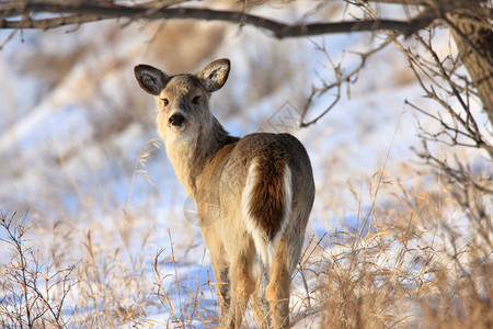 冬季白尾鹿图片