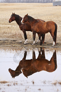 加拿大牧草地的马图片
