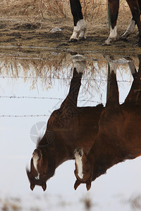 加拿大牧草地的马反射图片
