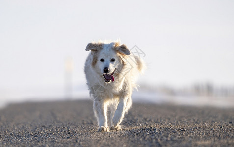 跑在萨斯喀彻温农村沙砾路上的狗背景图片