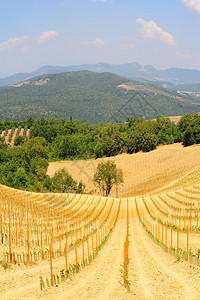 意大利美丽的山丘上葡萄园景观图片