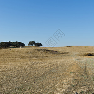 葡萄牙典型的干燥风景与软木树的象图片