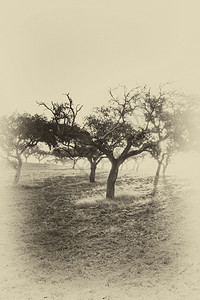 日落时葡萄牙典型干燥风景与软木树的象黑白照片图片