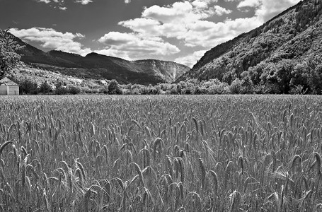 黑白荒野法国小麦收成图片