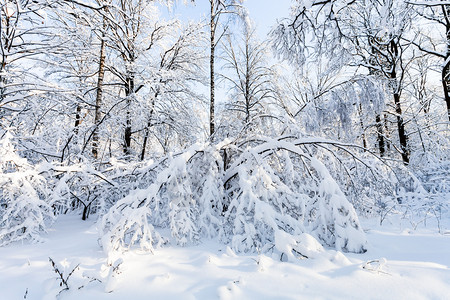 莫斯科市Timiryazevskiy森林公园的雪图片