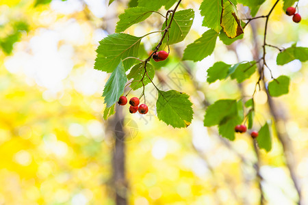在阳光明媚的奥克托白日蒂米里亚扎耶夫斯基公园秋天森林图片