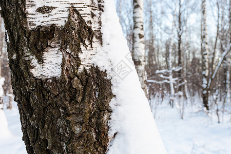 冬日暮色中城市公园的桦树林里白雪覆盖着老树开裂的树皮在冬天的暮色中背景图片